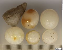 Foto von Quarz (Chalcedon) (NHMW-MIN-Ab5826)